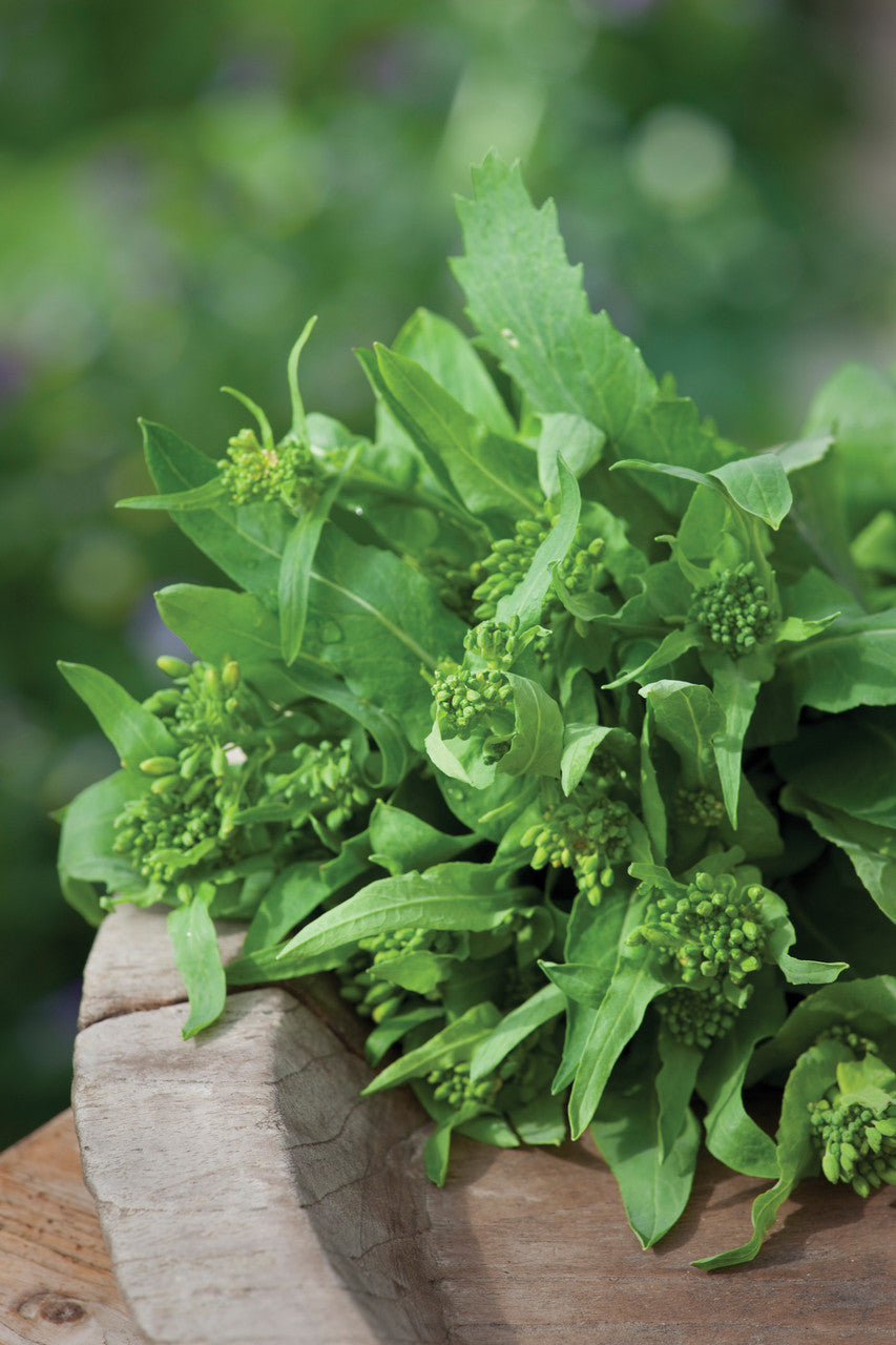 Broccoli Raab (Cima di Rapa)