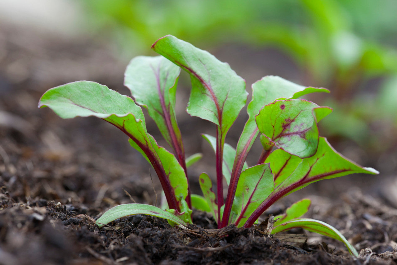 Beetroot 'Boltardy'