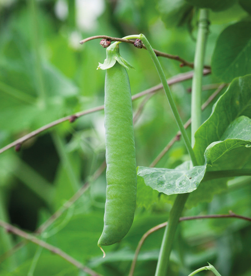 Pea 'Alderman'