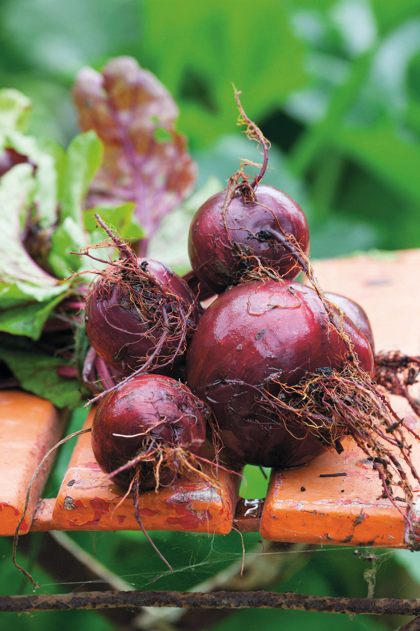 Beetroot Collection