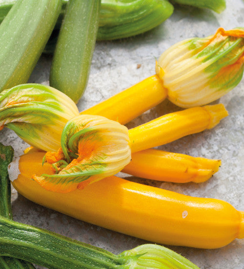 Courgette 'Soleil' F1