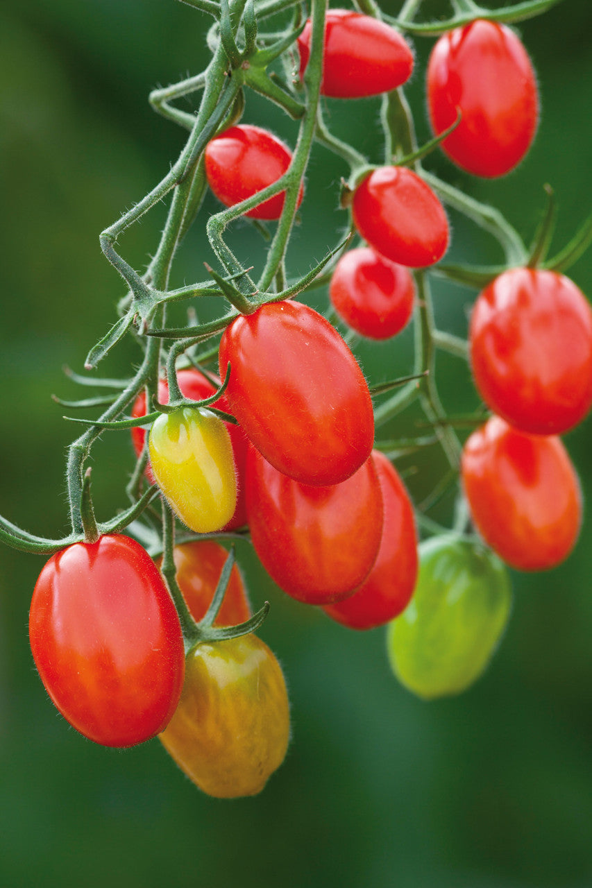 Tomato 'Sugar Plum' F1
