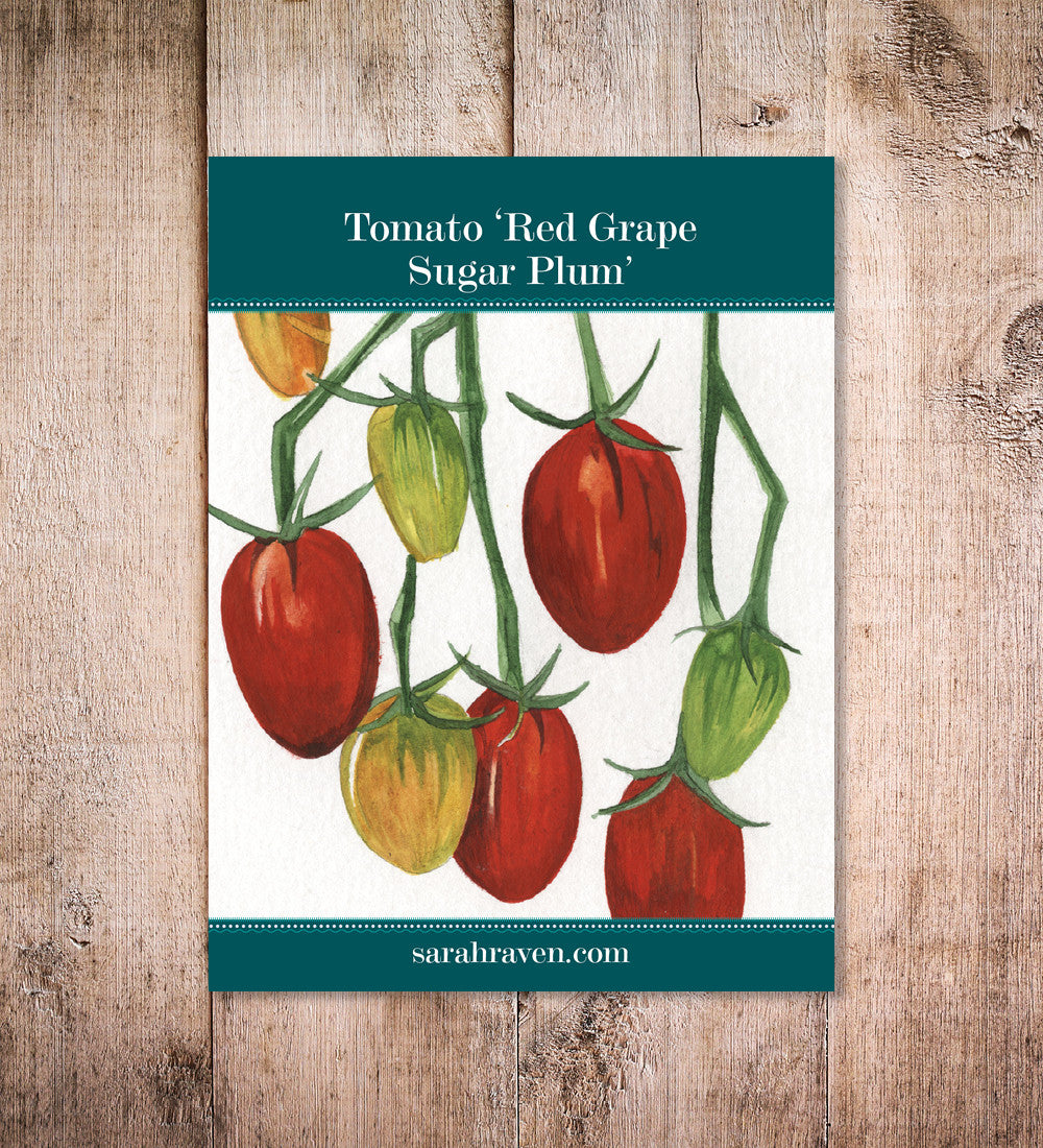 Tomato 'Sugar Plum' F1