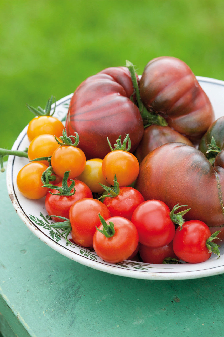 Essential Tomato Seed Collection