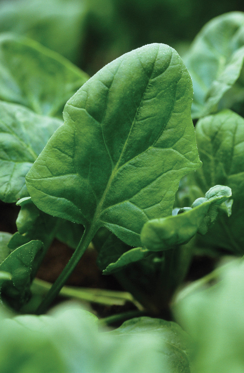 Spinach 'Medania'