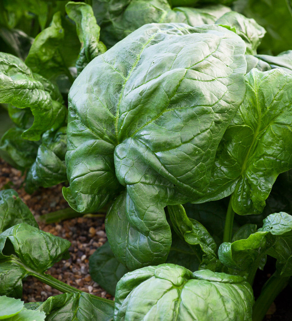 Spinach 'Medania'
