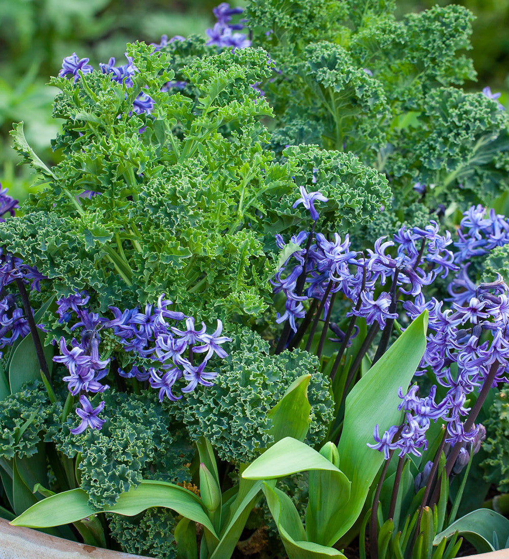 Kale 'Dwarf Green Curled'