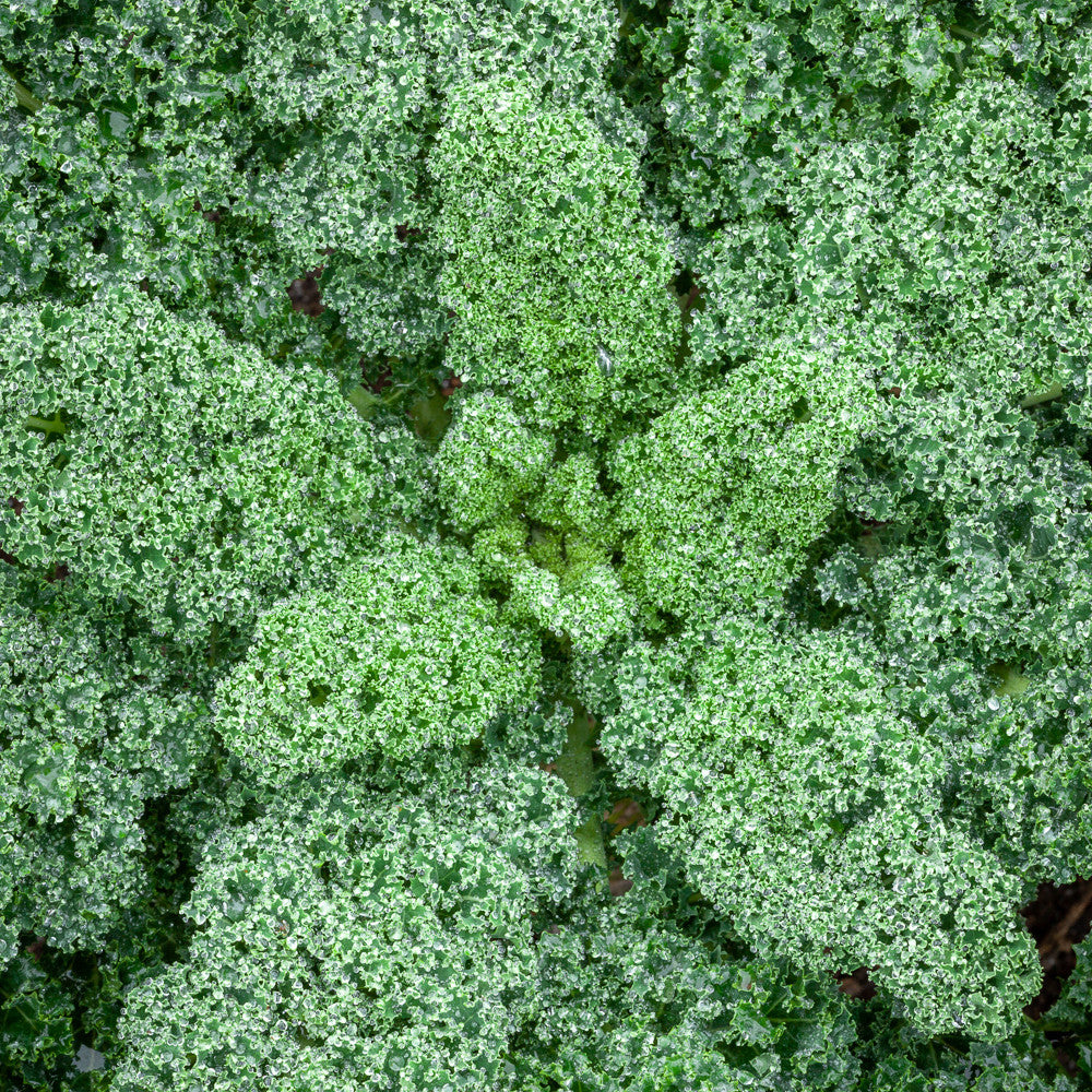 Kale 'Dwarf Green Curled'