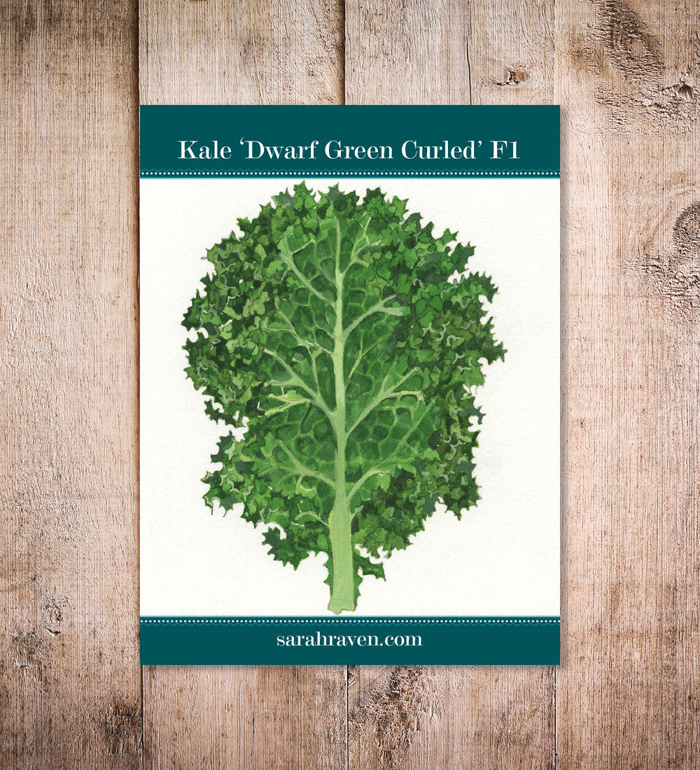 Kale 'Dwarf Green Curled'
