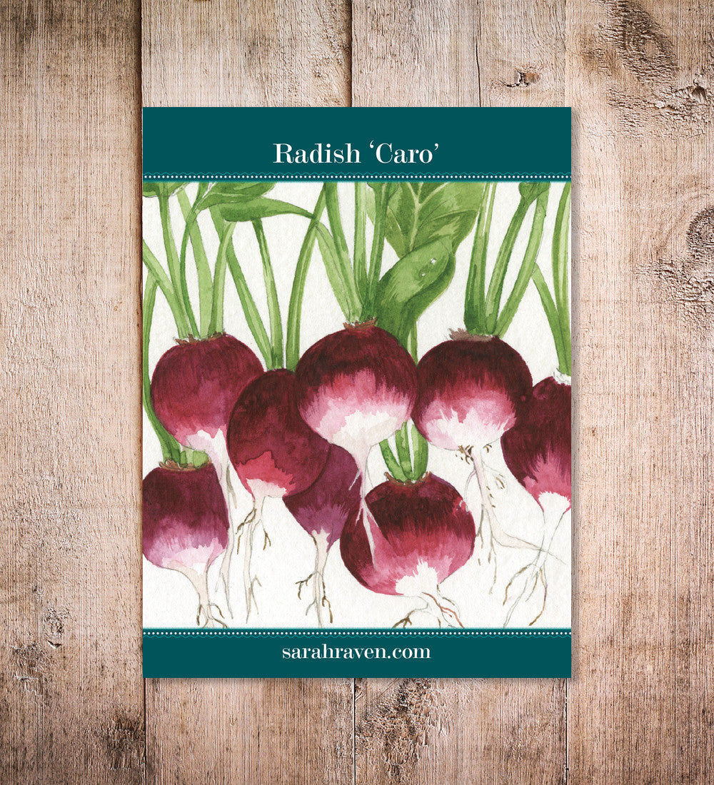 Radish 'Caro'