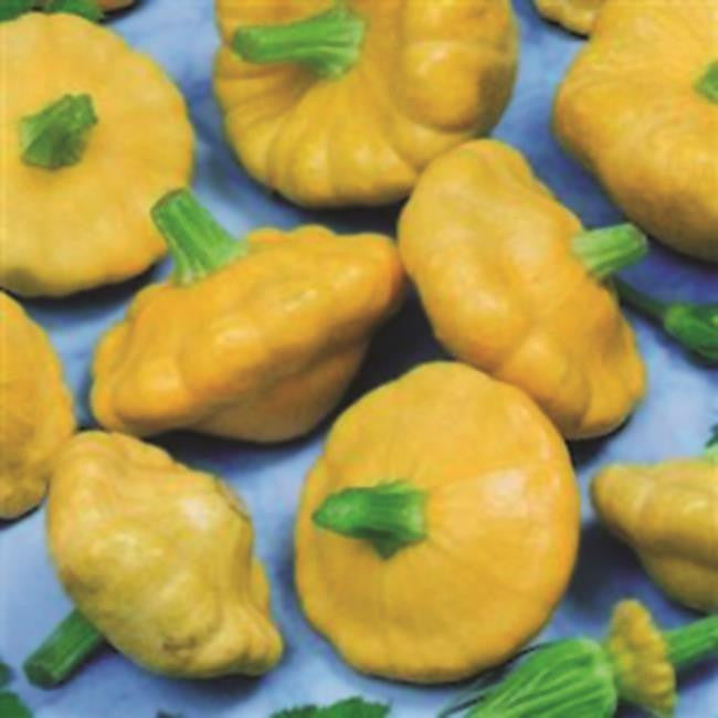 Squash 'Sunburst' F1