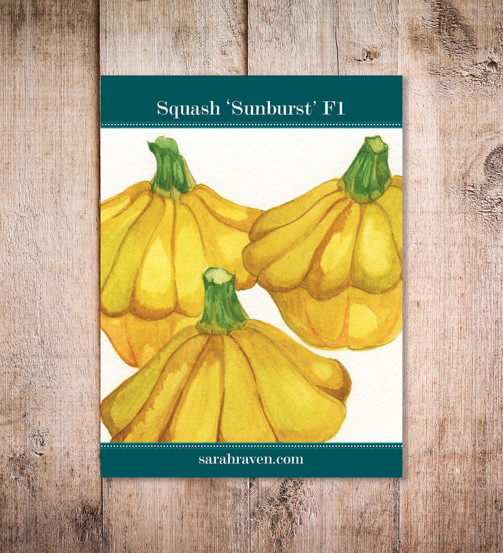 Squash 'Sunburst' F1