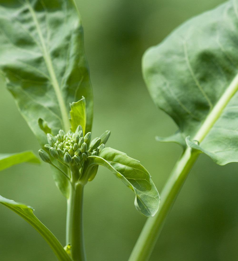 Kai Lan (Chinese Broccoli)