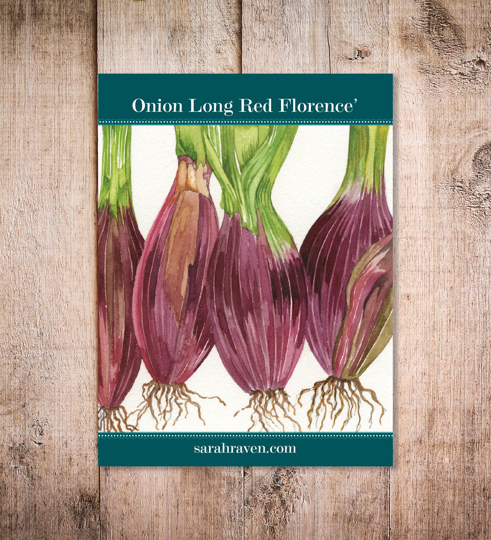Onion 'Long Red Florence'