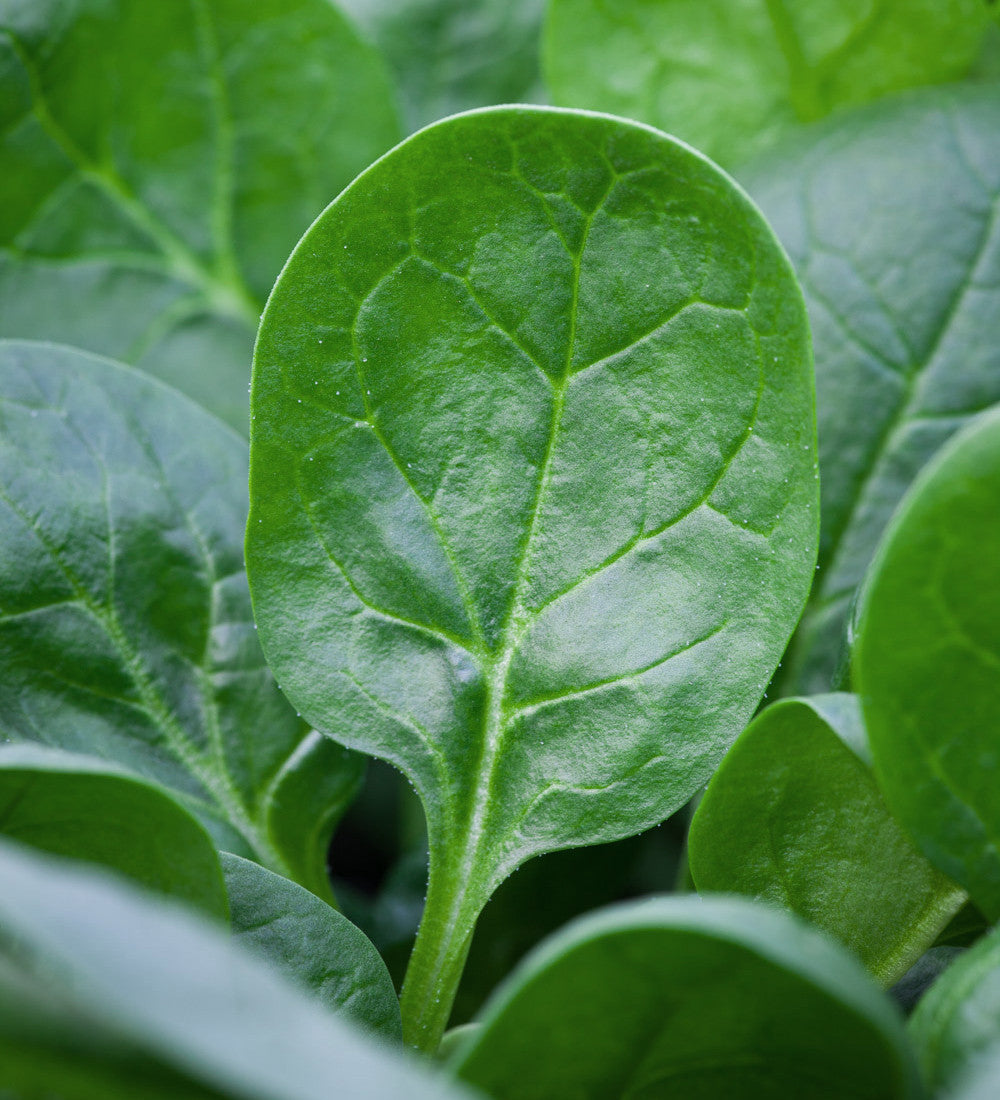 Spinach 'Toscane'