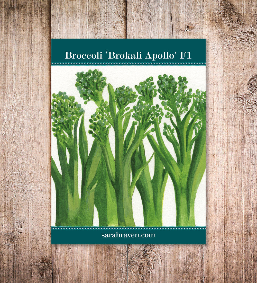Broccoli 'Brokali Apollo' F1