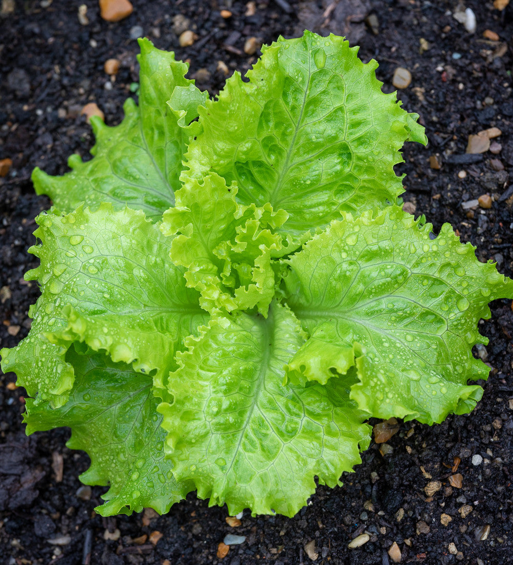 Lettuce 'Batavia Green'