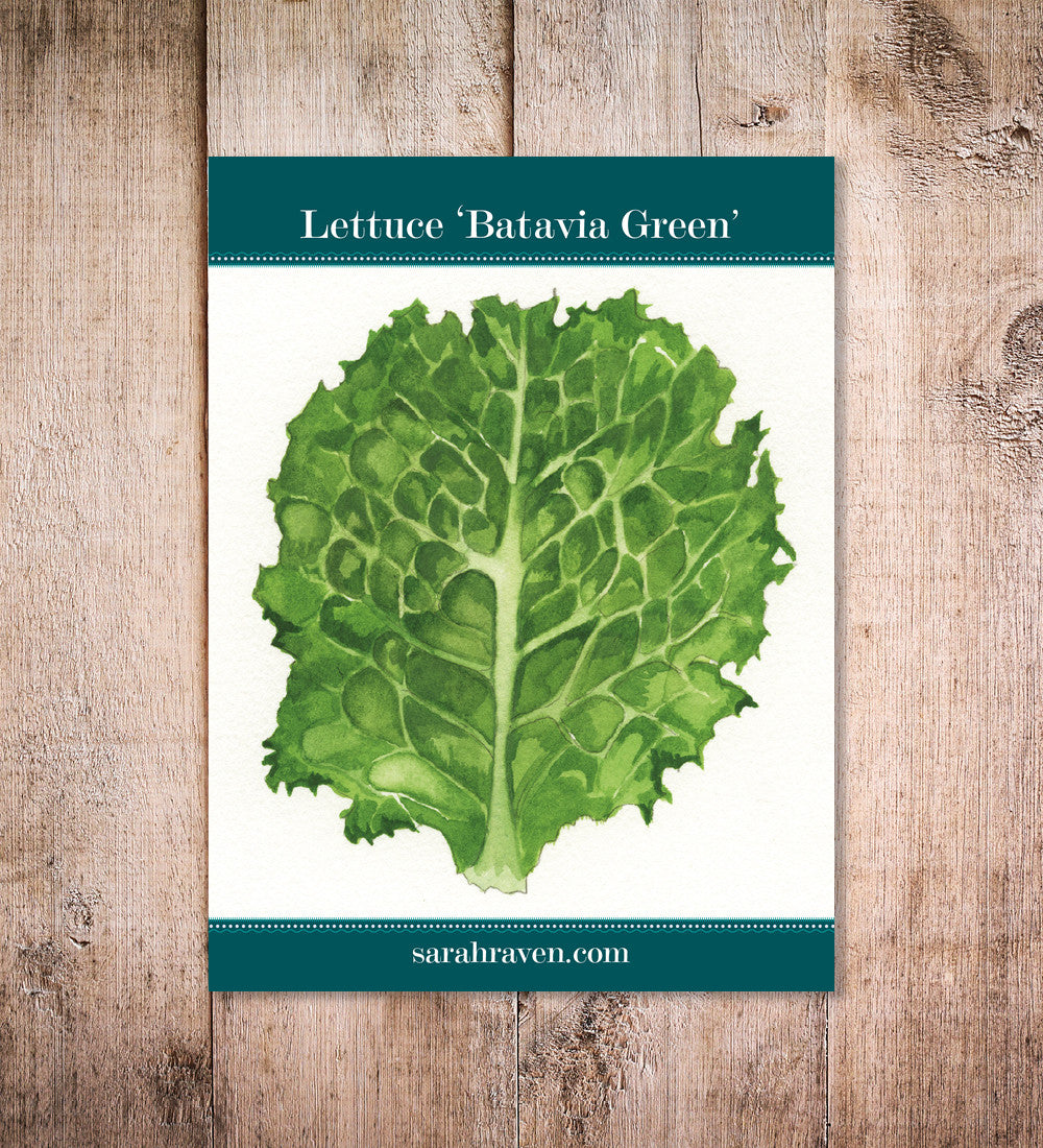 Lettuce 'Batavia Green'
