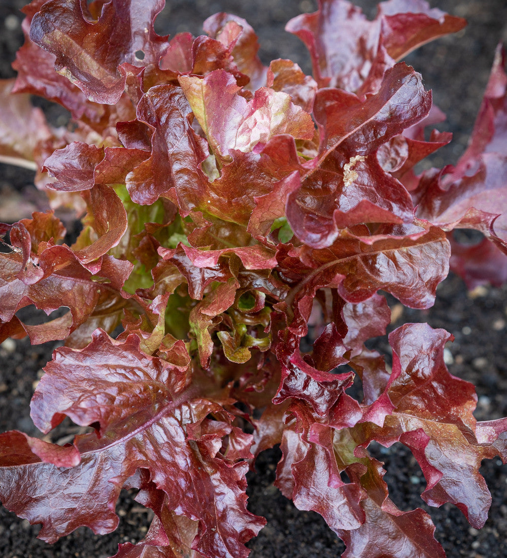 Lettuce 'Batavia Red'