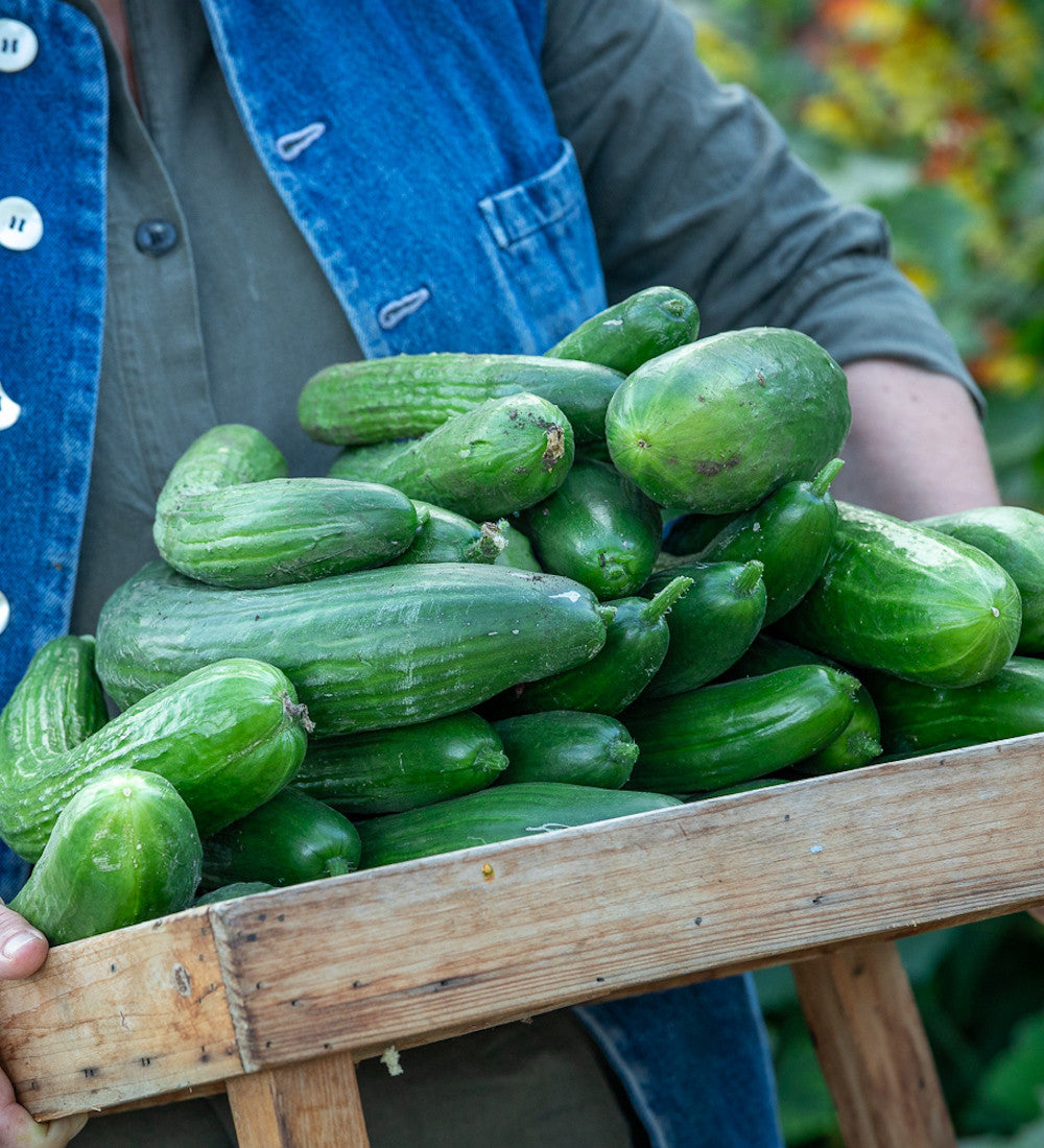 Cucumber 'Marketmore'
