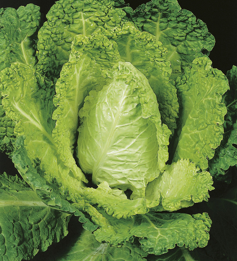 Cabbage (Savoy) 'Bloemendaalse Gele'