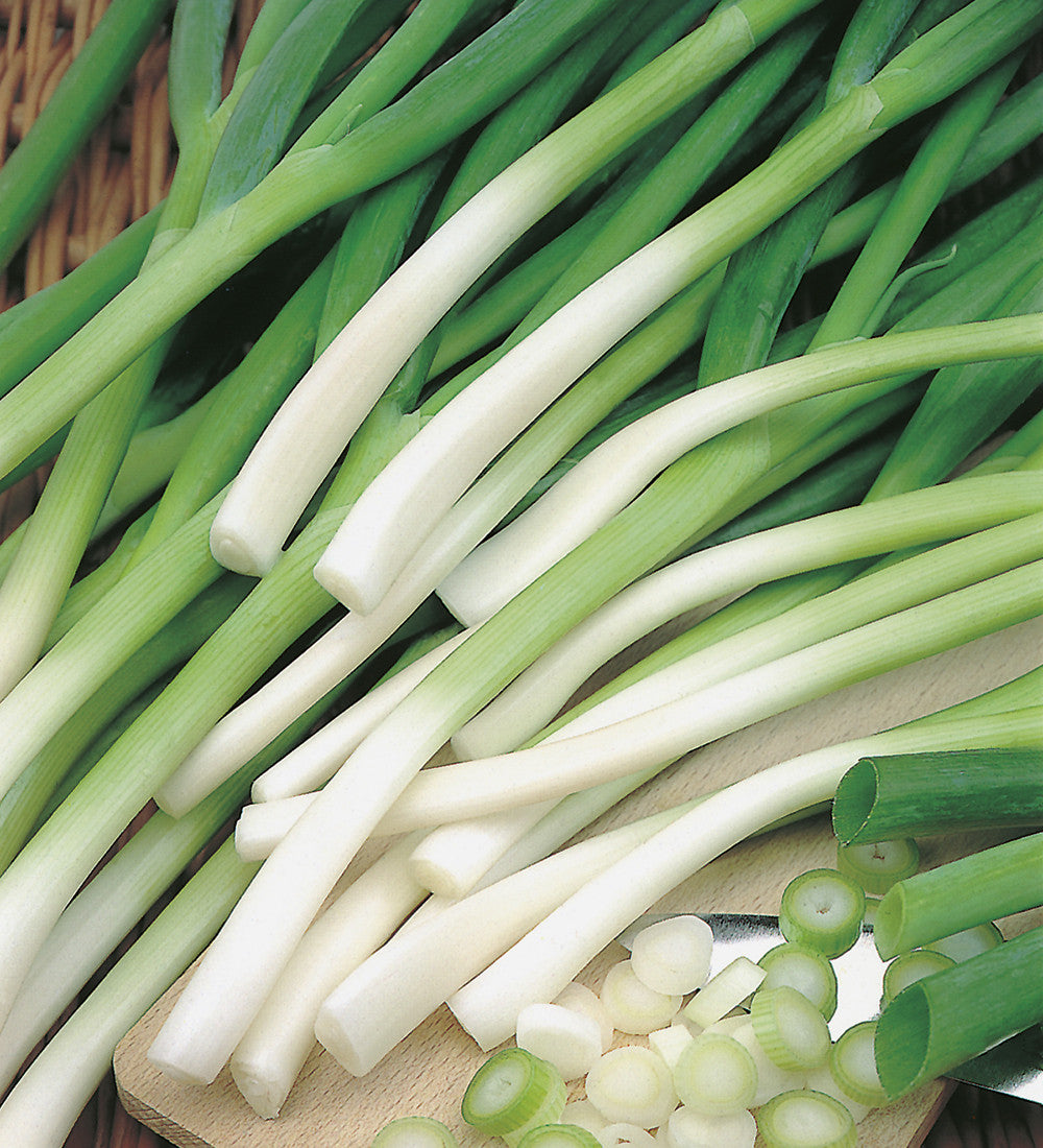 Spring Onion 'Ishikura'