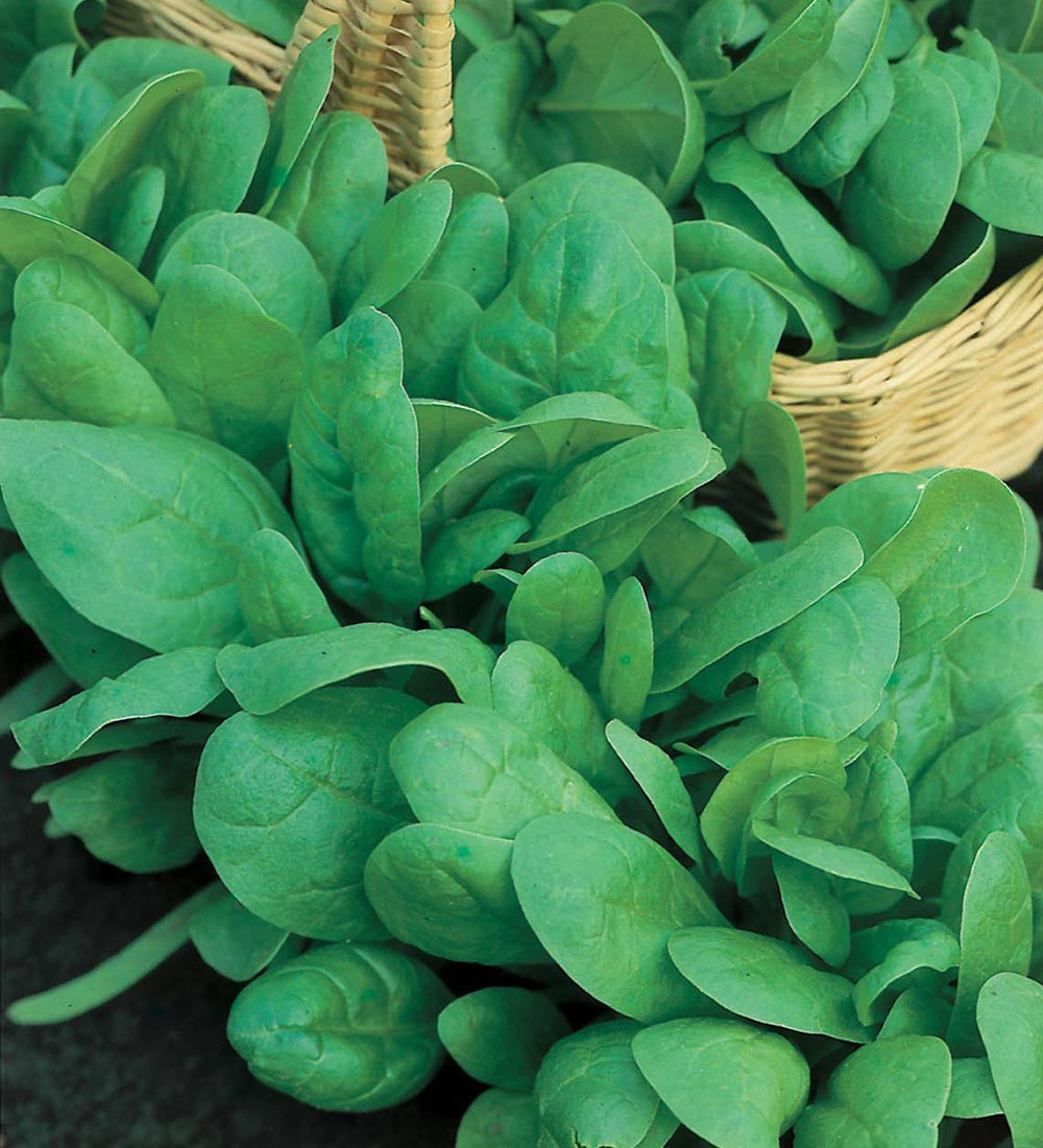 Spinach 'Renegade' F1