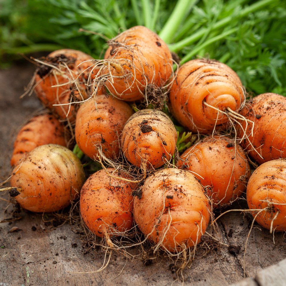 Carrot 'Paris Market 5'