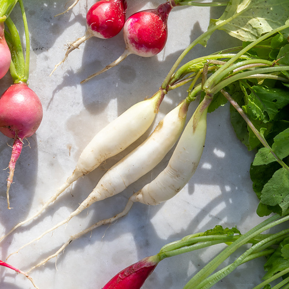 Radish 'Icicle'