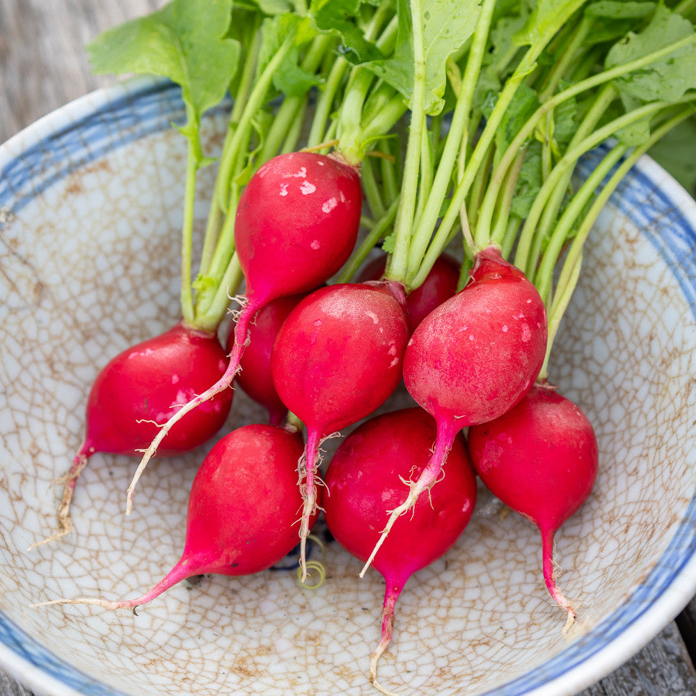 Radish 'Scarlet Globe'