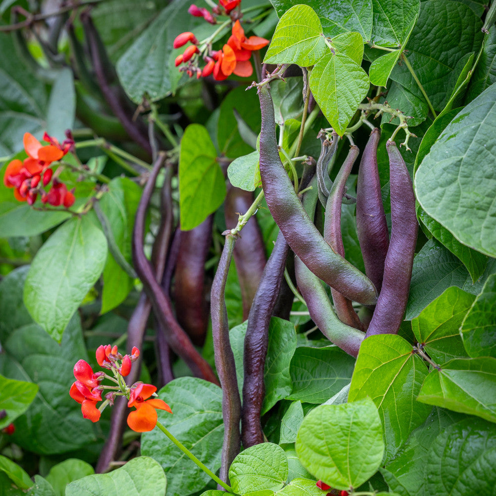 Runner Bean 'Black Knight'