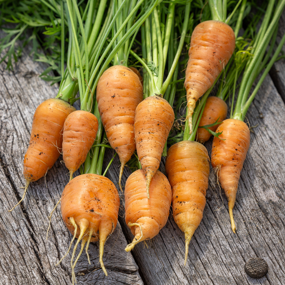 Carrot 'Oxheart'