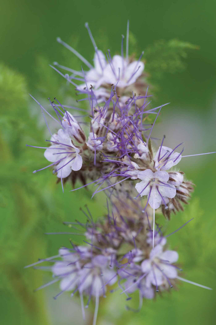 Phacelia tanacetifolia