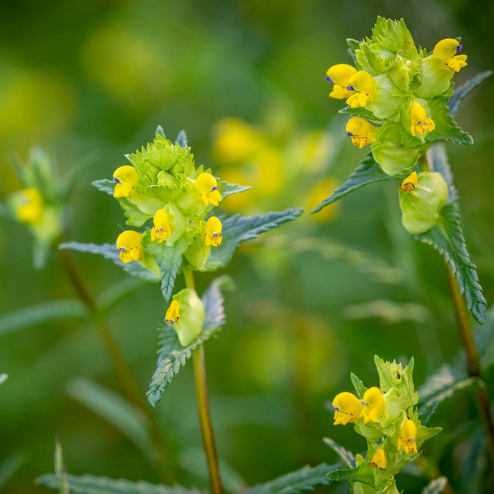 Rhinanthus minor (Yellow Rattle)
