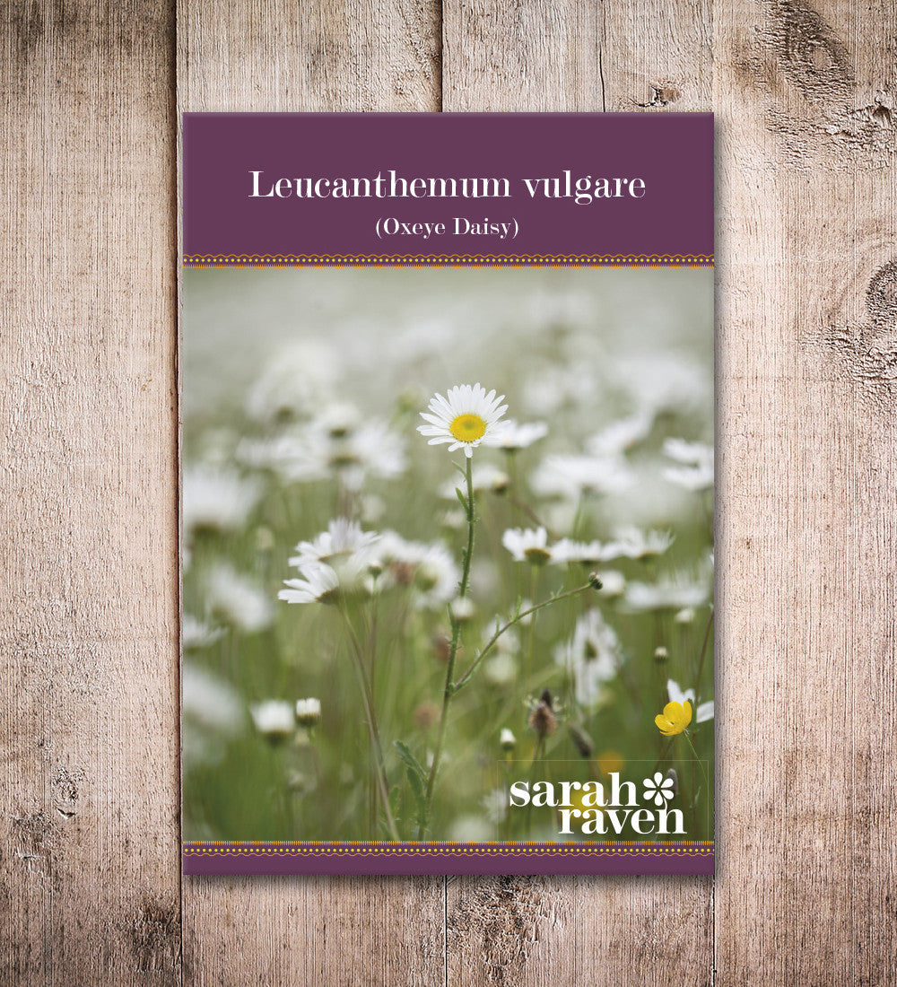 Leucanthemum vulgare