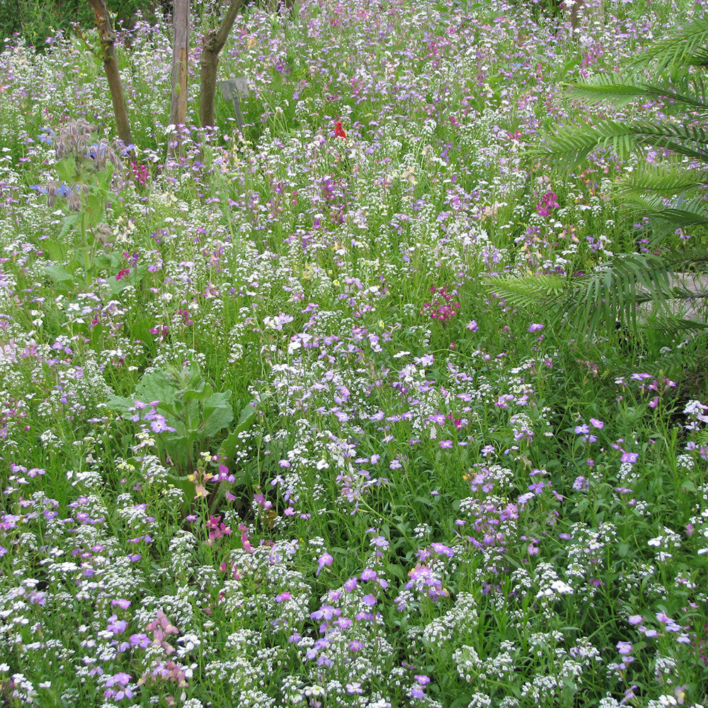 Flowers for Shady Places