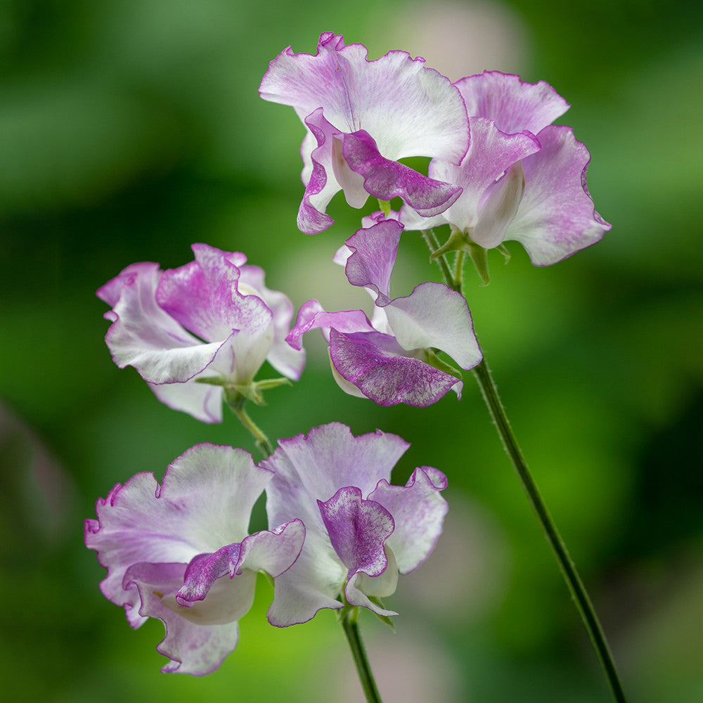 Aegean Summer Sweet Pea Collection