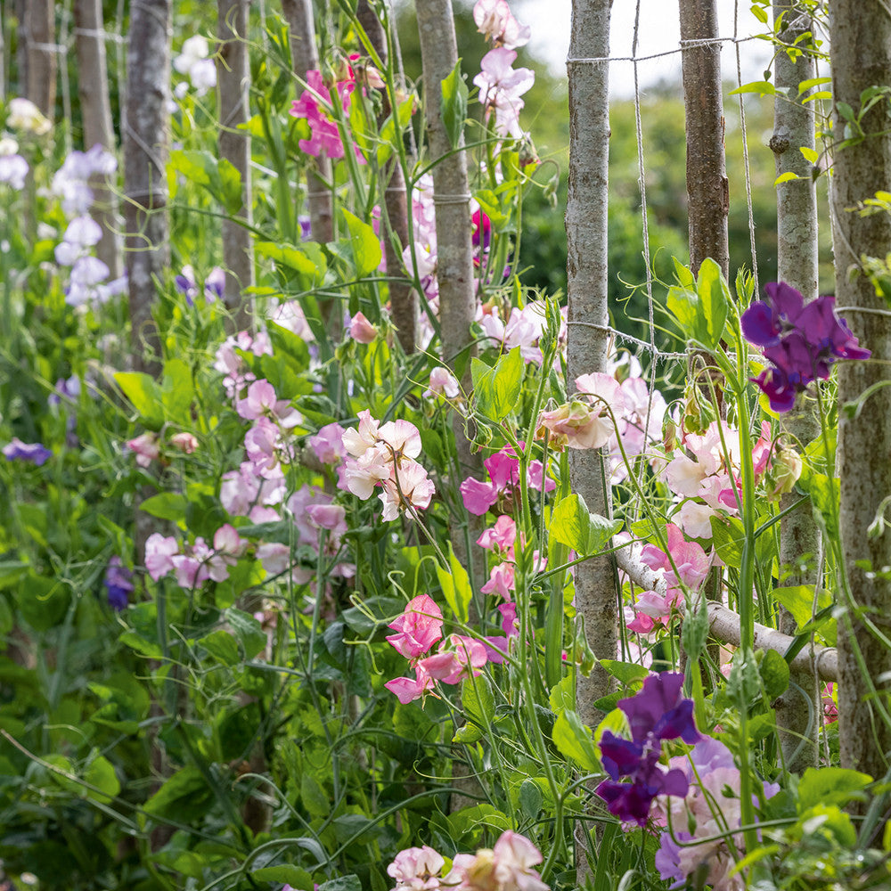 Aegean Summer Sweet Pea Collection