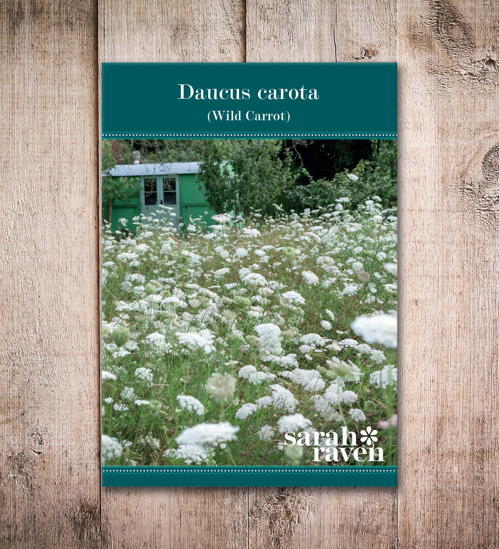 Wild Carrot (Daucus carota)