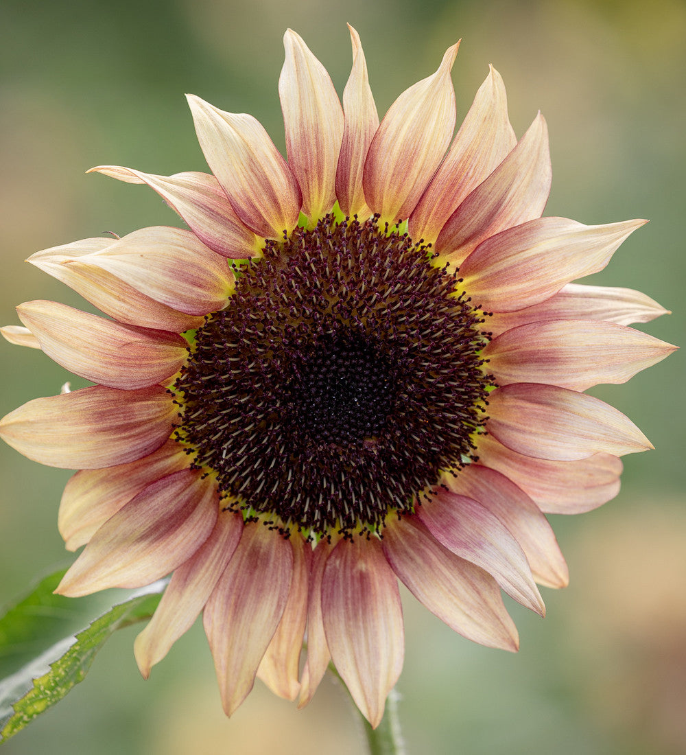 Vintage Sunflower Collection
