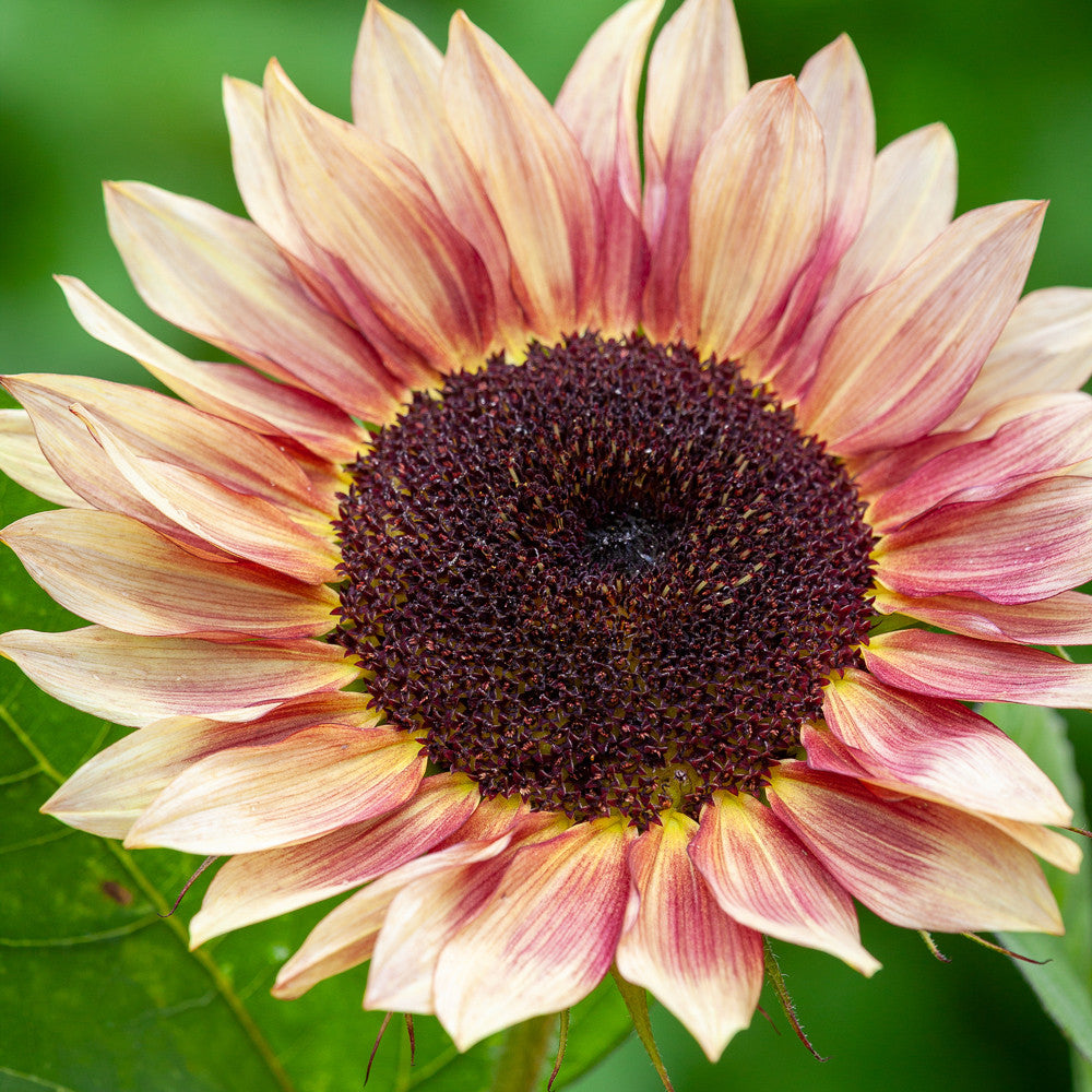 Vintage Sunflower Collection