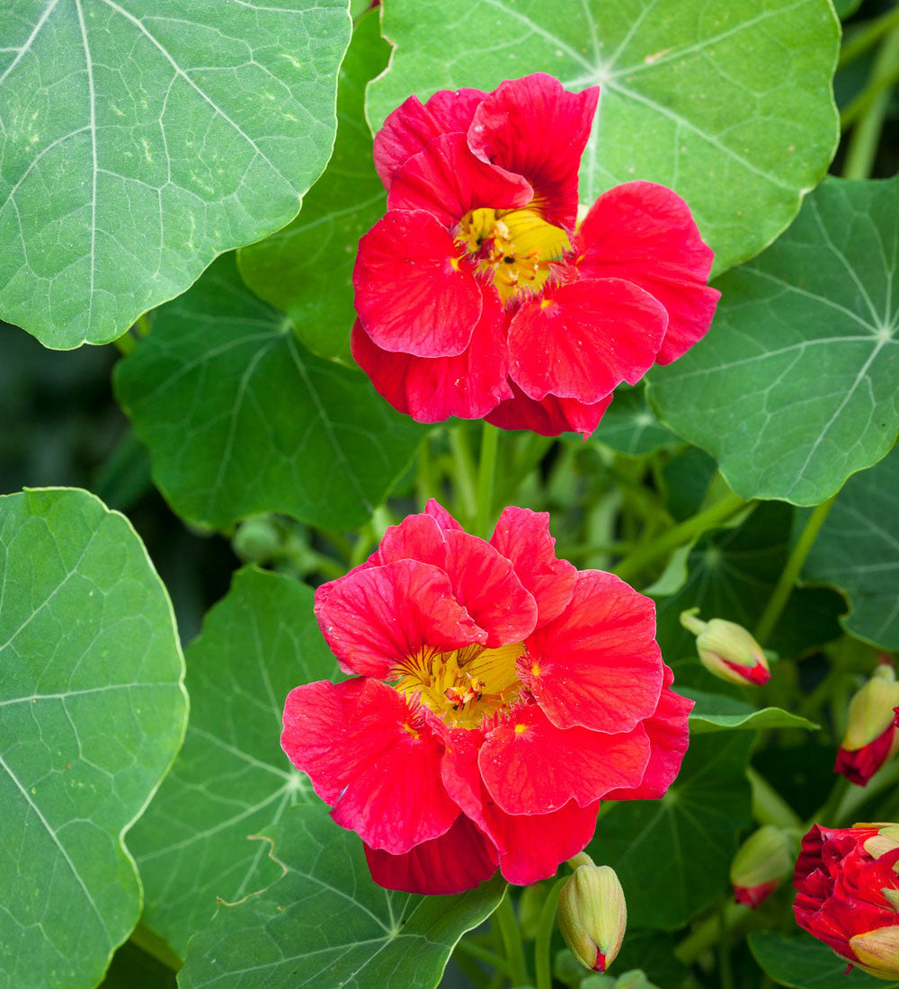 Sarah Raven Nasturtium Collection