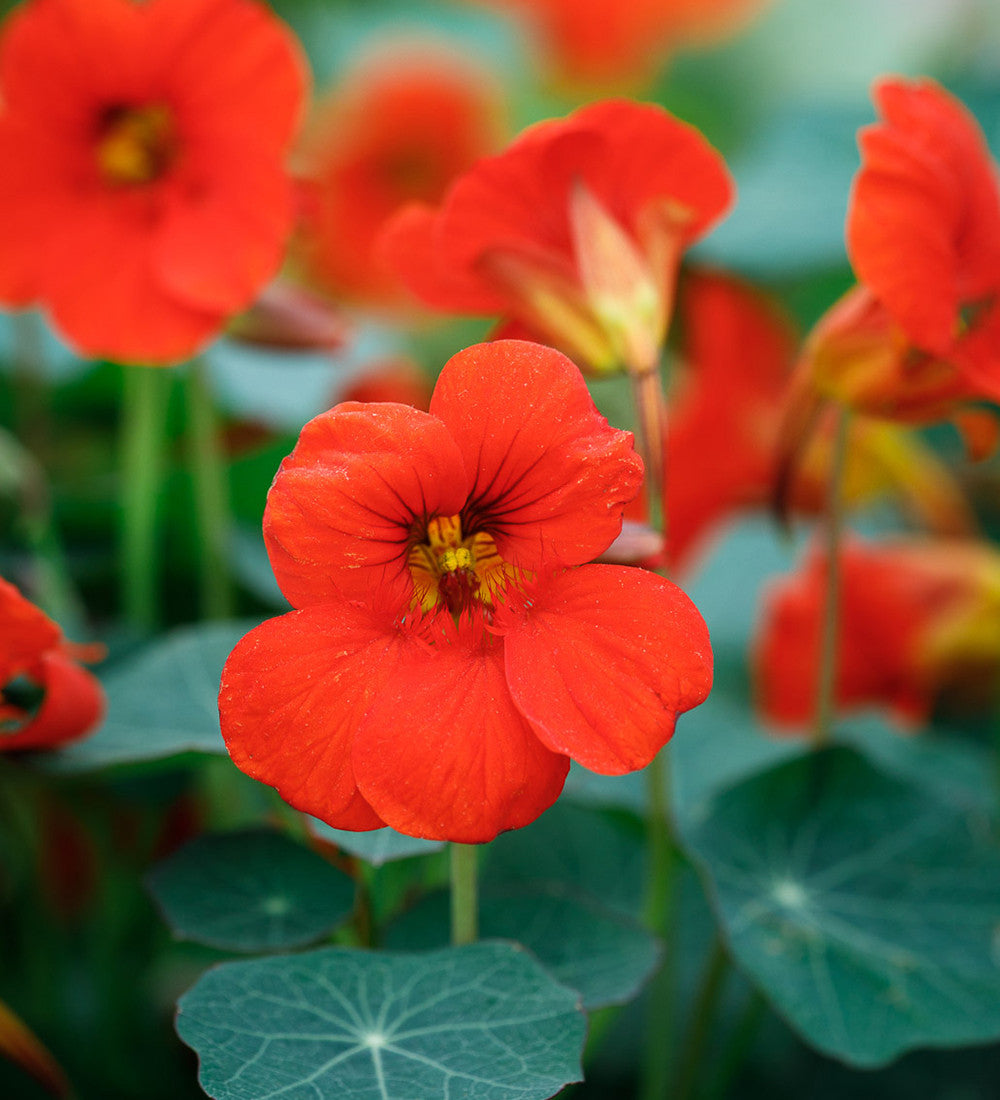 Sarah Raven Nasturtium Collection