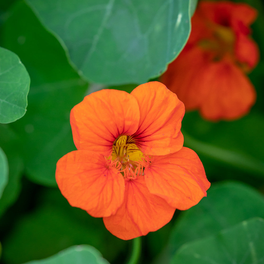 Sarah Raven Nasturtium Collection