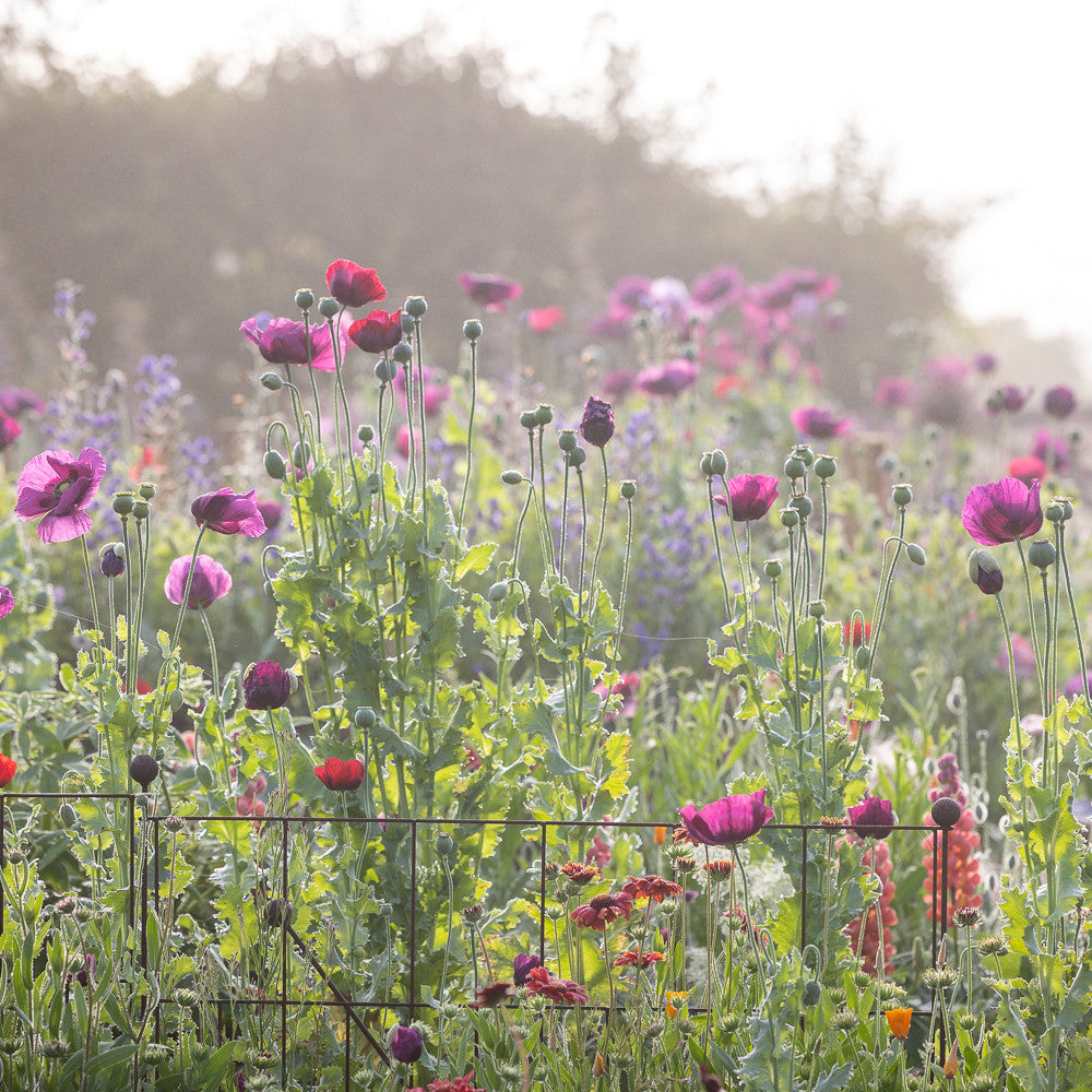 Poppies for a Cottage Garden Mix