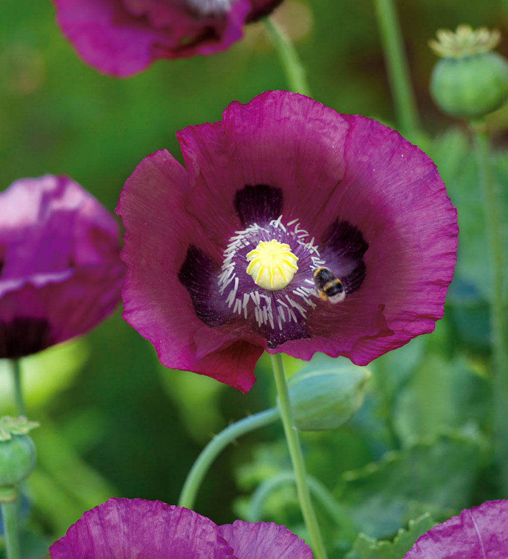 Poppies for a Cottage Garden Mix