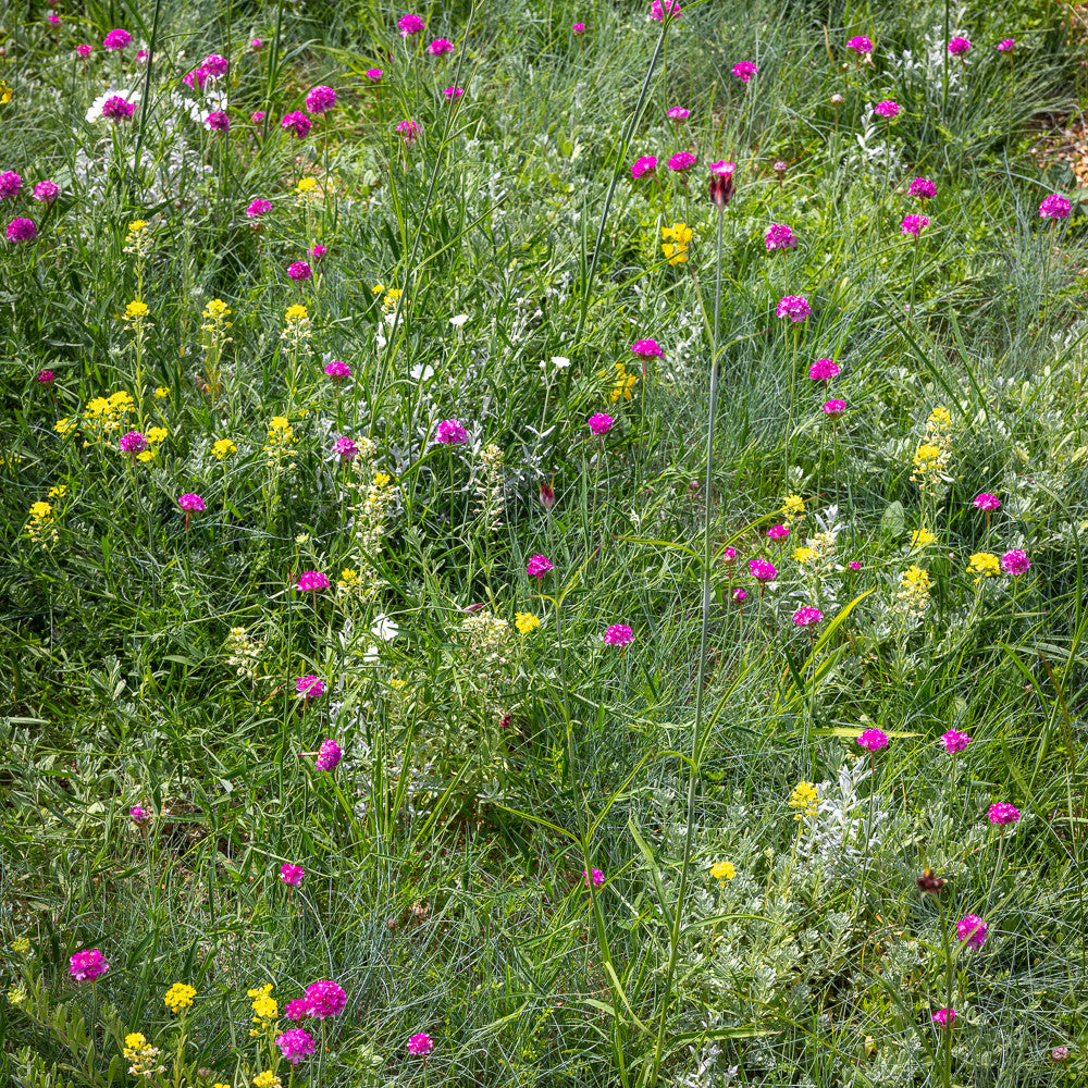 Flowery Ground Cover Meadow