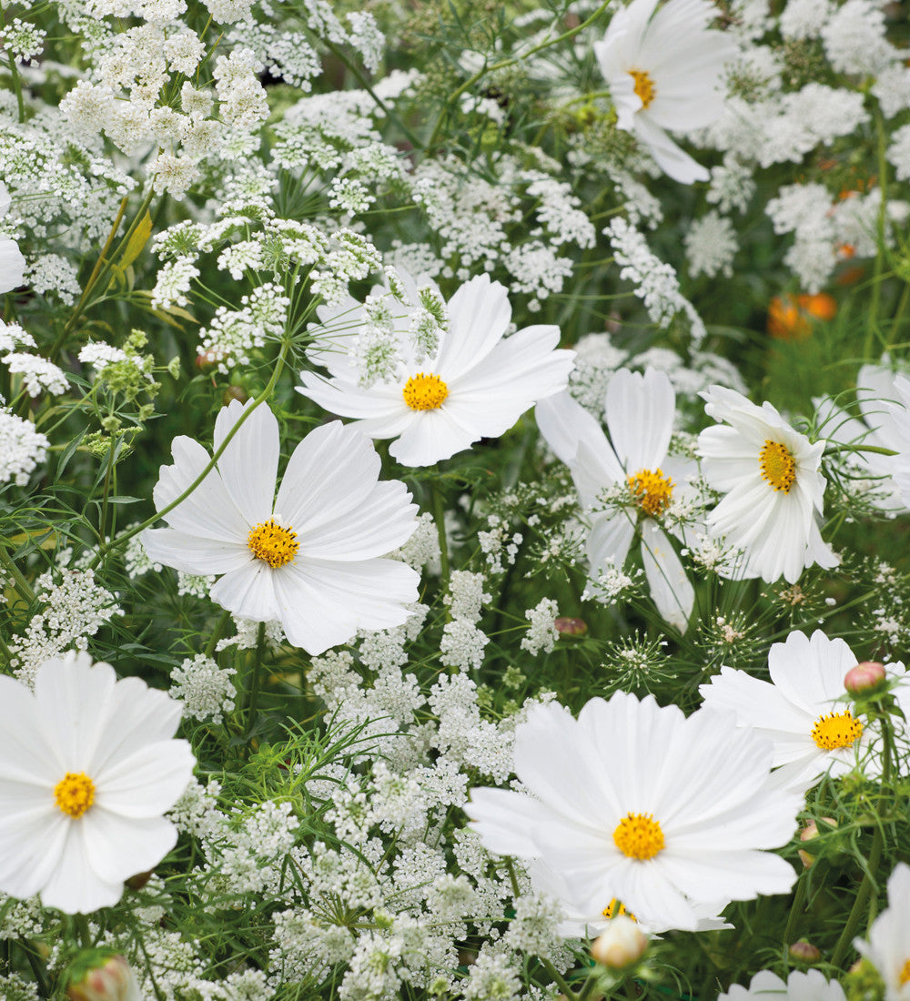 Cosmos and Ammi Collection