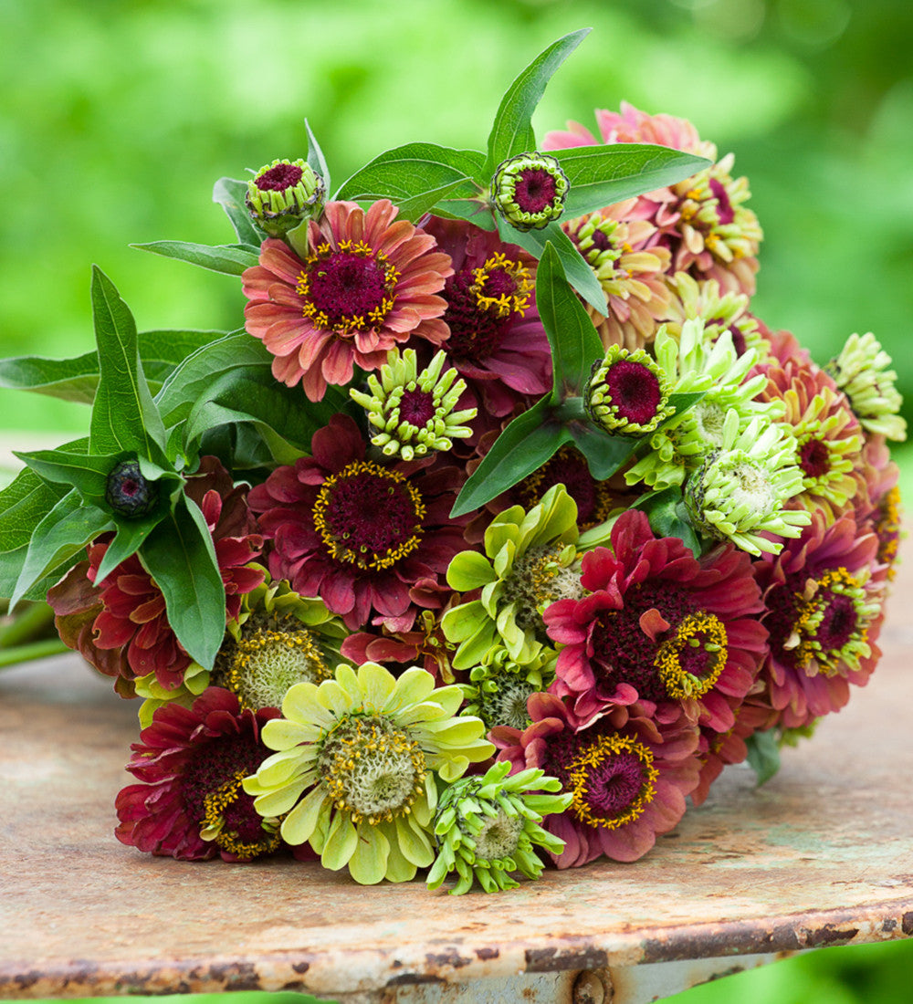 Cranberry and Lime Zinnia Collection
