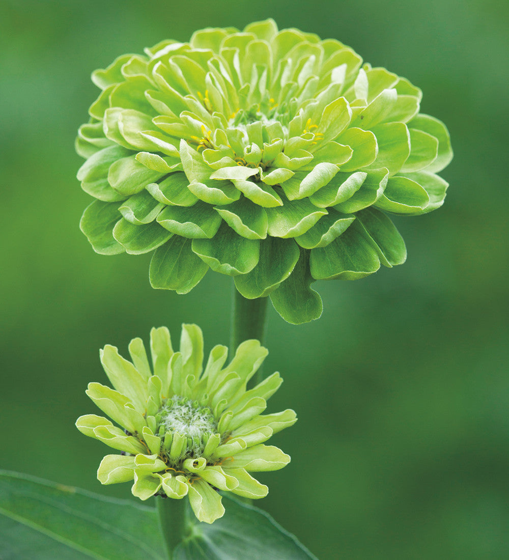 Cranberry and Lime Zinnia Collection